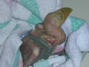 babytoucan.jpg