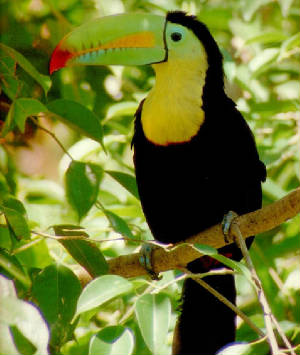toucan3.jpg