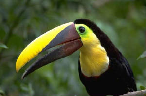 toucan4.jpg
