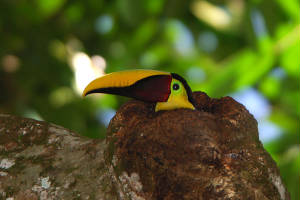 toucansnest1.jpg