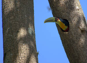 toucansnest2.jpg